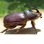 Oryctes boas male